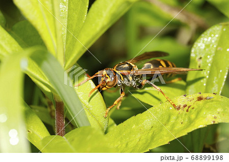 セグロアシナガバチ 68899198