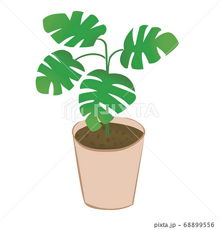 観葉植物のモンステラ ベクターのイラスト のイラスト素材