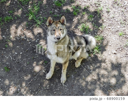 dog Laika in the grass the view from the top  68900159