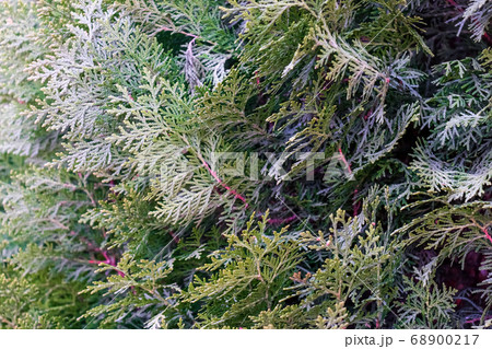 spruce branches as a close-up as background spruce branches as a close-up as background 68900217