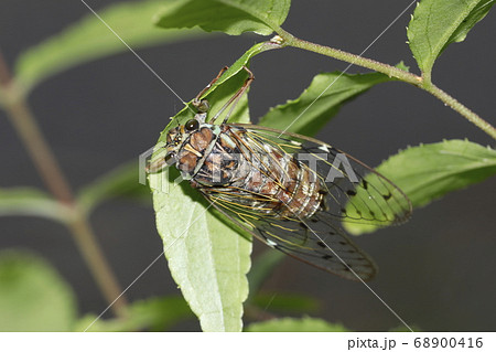 ヒグラシ 68900416