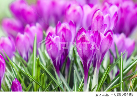 purple crocuses on a beautiful background macro purple crocuses on a beautiful background macro 68900499