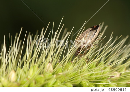 生き物 昆虫 シラホシカメムシ、斑点米の原因になるほかマメ科作物やカキなどにもつくそうです 生き物 昆虫 シラホシカメムシ、斑点米の原因になるほかマメ科作物やカキなどにもつくそうです 68900615