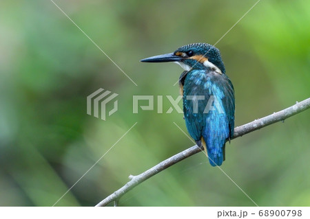 お気に入りの枝でくつろぐカワセミ幼鳥オス 68900798