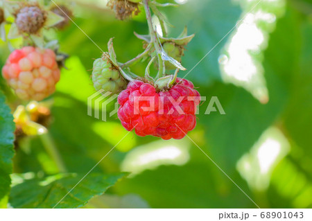 berry raspberry macro as a beautiful background berry raspberry macro as a beautiful background 68901043
