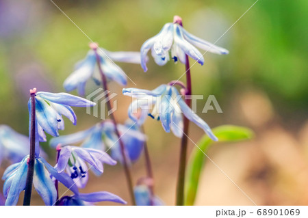 snowdrops proleski close up as background in garden 68901069