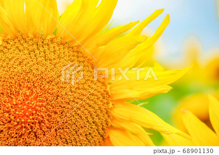 sunflower flowers on the field as background  68901130