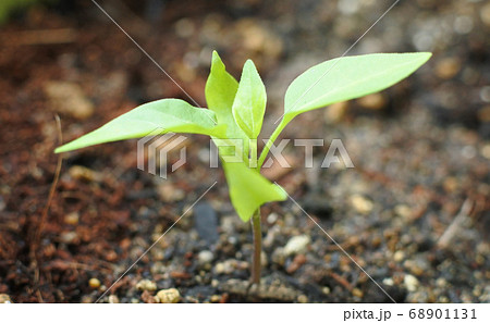 万願寺トウガラシ　新芽が成長していく 68901131