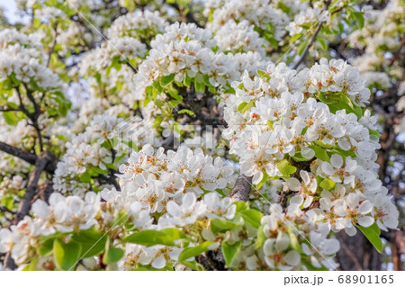 blooming tree branches for the entire frame  68901165