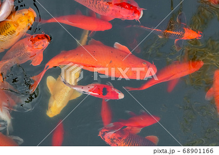 carp Chinese koi colorful fish swim in the water top view of the entire frame  68901166