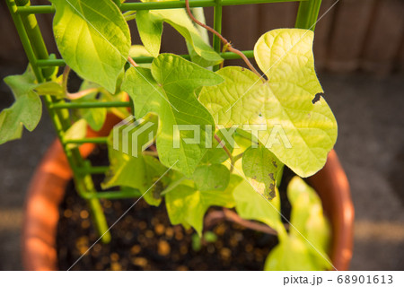 朝日に照らされた朝顔の葉っぱの写真素材