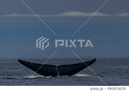 シロナガスクジラのテール シロナガスクジラのテール 68901626