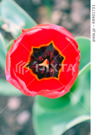 Bud of a Tulip on a beautiful background of macro Bud of a Tulip on a beautiful background of macro 68901733