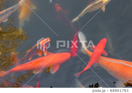 carp Chinese koi colorful fish swim in the water top view of the entire frame  68901763