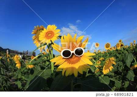 ひまわり702の写真素材 [68901821] - PIXTA