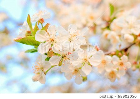 branch of a tree with leaves on background of sky  68902050