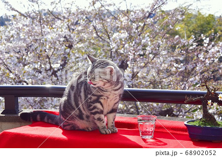 花見をする猫	 68902052