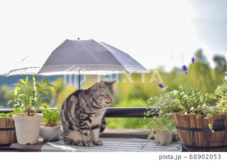 日傘の下でくつろぐ猫	 68902053