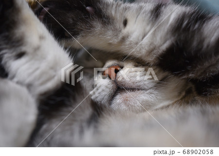 猫の寝顔ドアップ 猫の寝顔ドアップ 68902058
