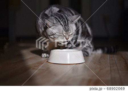 うんめぇ〜!カリカリを噛み締めて味わう食事中の猫 うんめぇ〜!カリカリを噛み締めて味わう食事中の猫 68902069