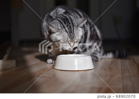 うんめぇ カリカリを噛み締めて味わう食事中の猫 の写真素材 6070