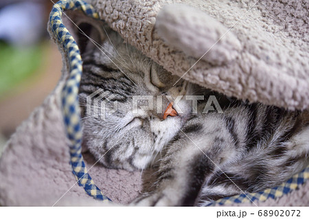 ブランケットを被って寝る猫 ブランケットを被って寝る猫 68902072