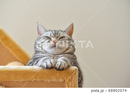 キャットタワーの上から下界を見下ろす猫	 68902074