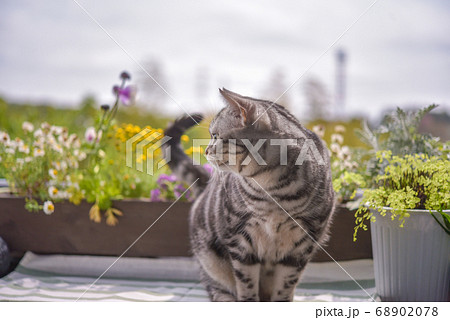 花と猫 68902078