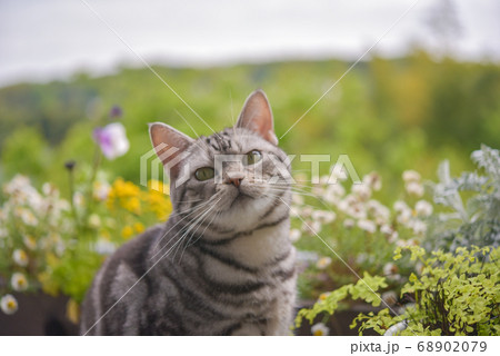 花と猫 68902079