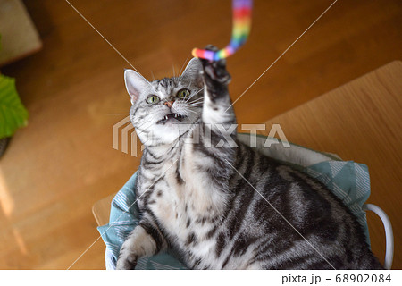 虹色の紐で寝たまま遊ぶ猫 68902084