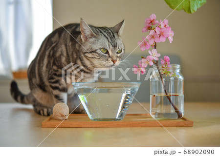 桜を気にしながら水を飲む猫 桜を気にしながら水を飲む猫 68902090