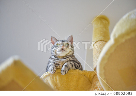 キャットタワーの上から下界を見下ろす猫	 68902092