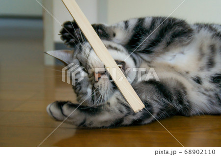 棒に噛み付く戦闘モードの猫 の写真素材