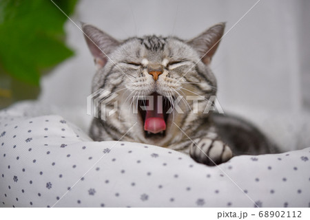 ベッドであくびをする猫 ベッドであくびをする猫 68902112