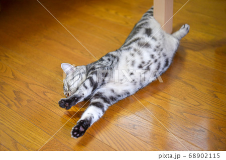 床に寝転びながらストレッチする猫	 68902115