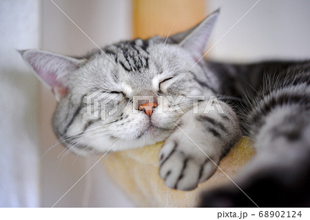 幸せそうに眠る猫 幸せそうに眠る猫 68902124