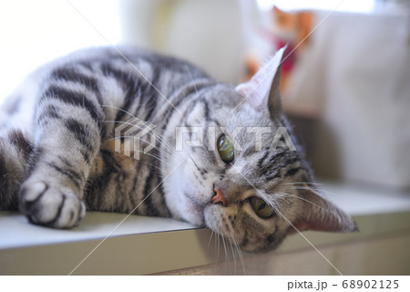 出窓でだらける猫	 68902125