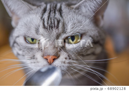 ヨーグルトがついたスプーンを狙うより目の猫 68902128