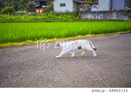 里山を歩く野良猫 里山を歩く野良猫 68902133