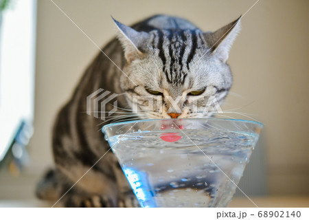 水を飲む猫 68902140