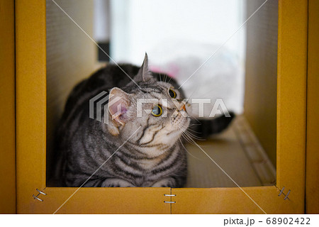 ダンボールに入って遊ぶ猫	 68902422