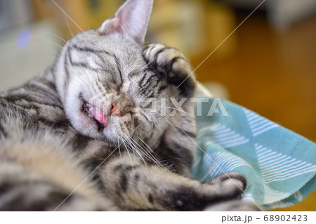 カゴに入って顔を洗う猫	 68902423
