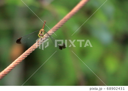 橿原湿原 橿原湿原 68902431