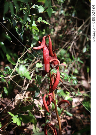 橿原湿原 橿原湿原 68902434