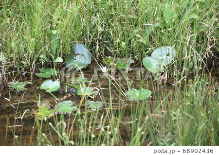 橿原湿原 橿原湿原 68902436