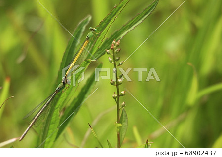 橿原湿原 橿原湿原 68902437