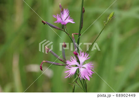 橿原湿原 橿原湿原 68902449