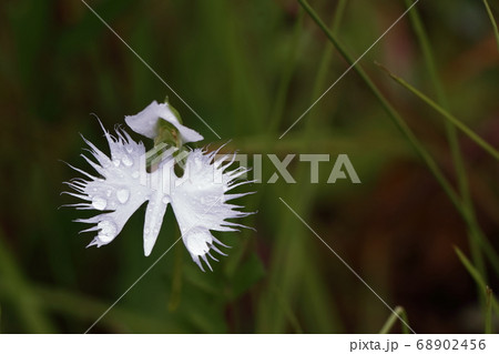 橿原湿原 橿原湿原 68902456