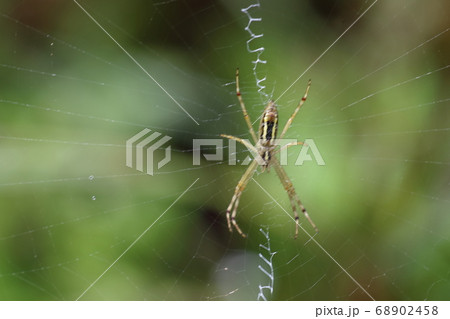 橿原湿原 橿原湿原 68902458