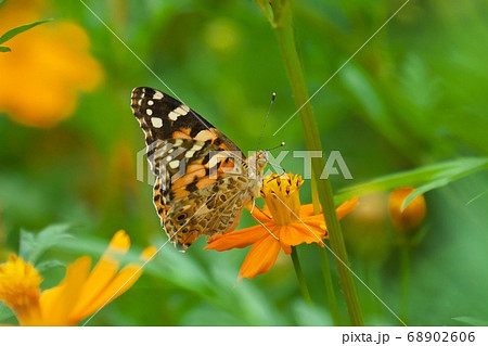 キバナコスモスの花で吸蜜するヒメアカタテハ　8月 68902606